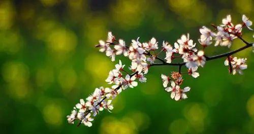 使用Ansible让你的系统管理自动化